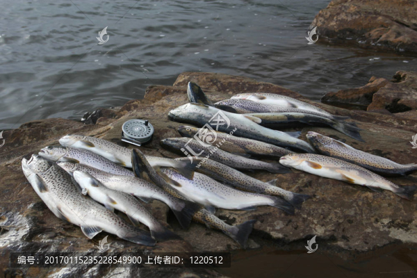 魚