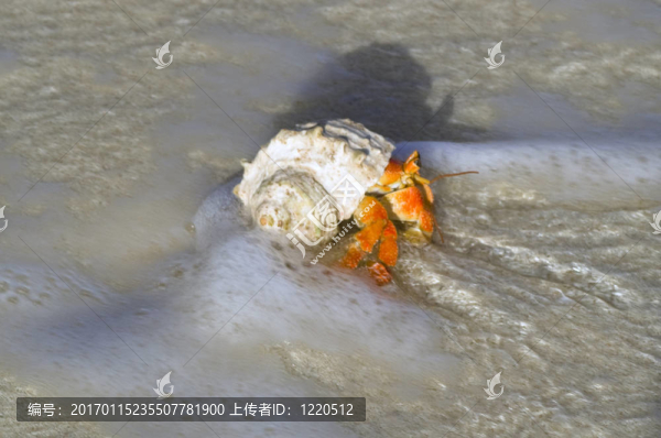 陸寄居蟹