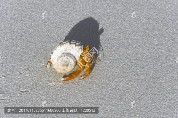 陸寄居蟹