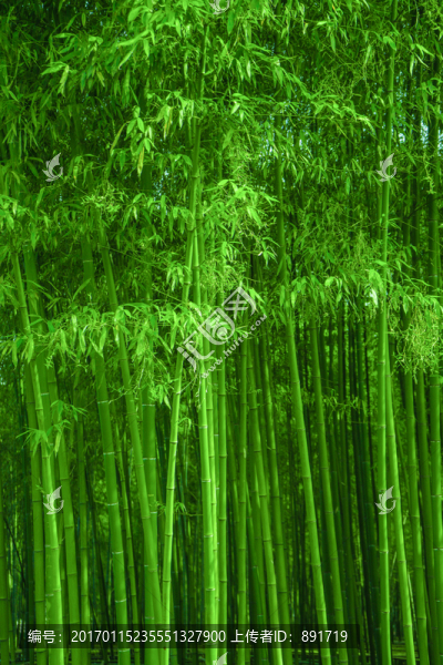 竹林,竹子,竹枝,竹林背景高清