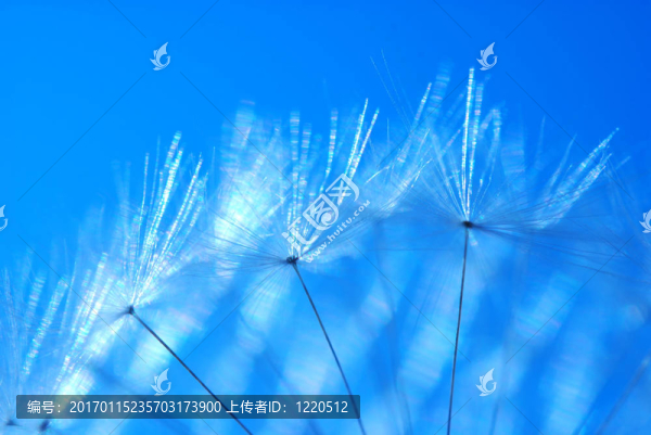 蒲公英的種子