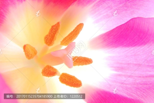 粉紅色的郁金香