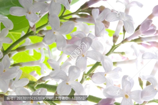 紫色的丁香花