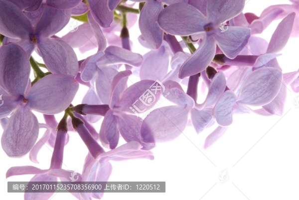 紫色的丁香花