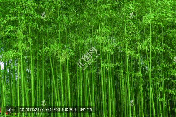 竹林,竹子,竹枝,竹林背景高清
