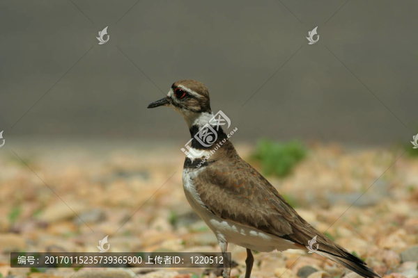 小水鳥