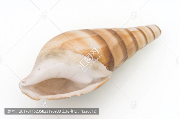海貝殼