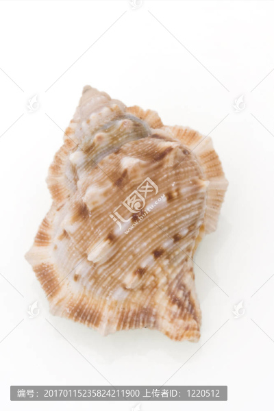 海貝殼