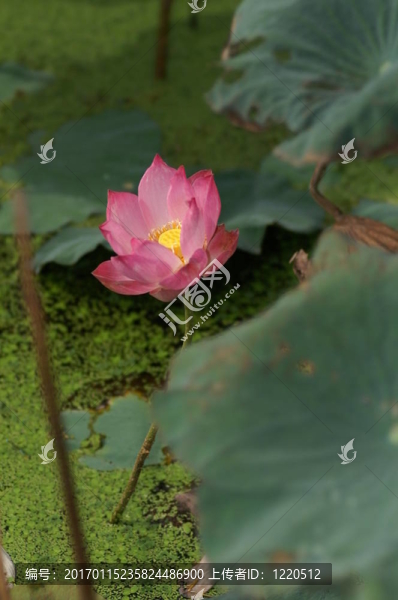 水上的粉紅荷花