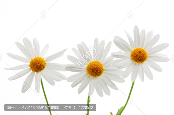 在白色背景的雛菊
