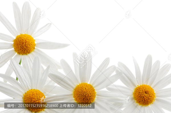 在白色背景的雛菊