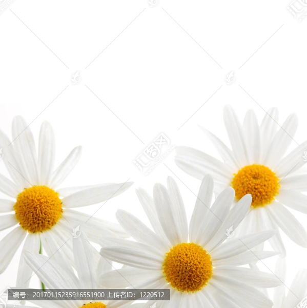 在白色背景的雛菊