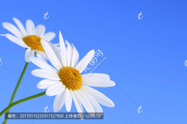 藍色背景上的菊花花