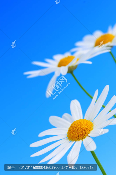 藍(lán)色背景上的菊花花