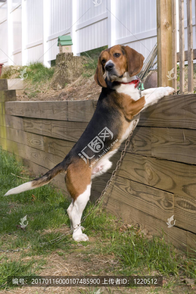 小獵兔犬