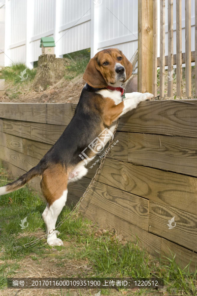 小獵兔犬