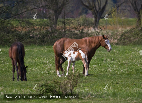 喂養(yǎng)時(shí)間