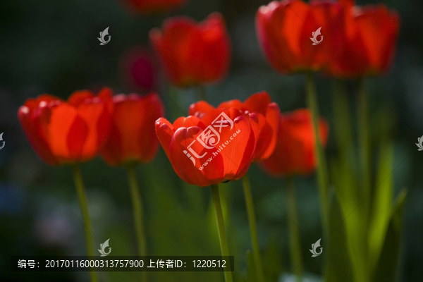 郁金香