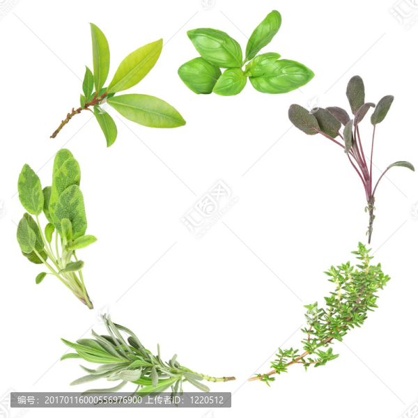 Garland的草藥