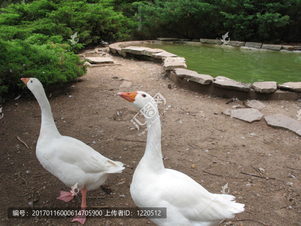 傻鵝-匯圖網(wǎng) www.fosd68.com 傻鵝