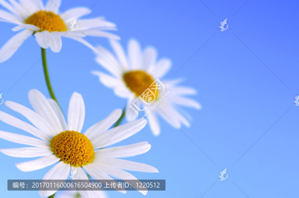 藍色背景上的菊花花