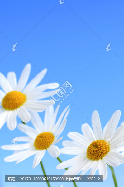 藍色背景上的菊花花