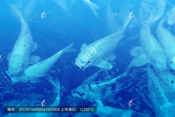錦鯉的插圖