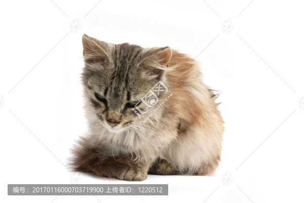 貓