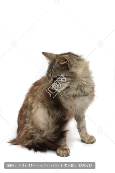 貓