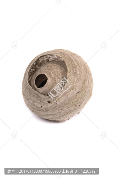 巢