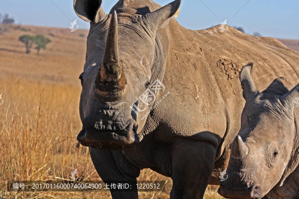 田野中的犀牛-匯圖網(wǎng) www.fosd68.com 田野中的犀牛