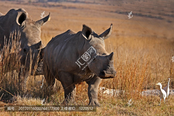 田野中的犀牛-匯圖網(wǎng) www.fosd68.com 田野中的犀牛