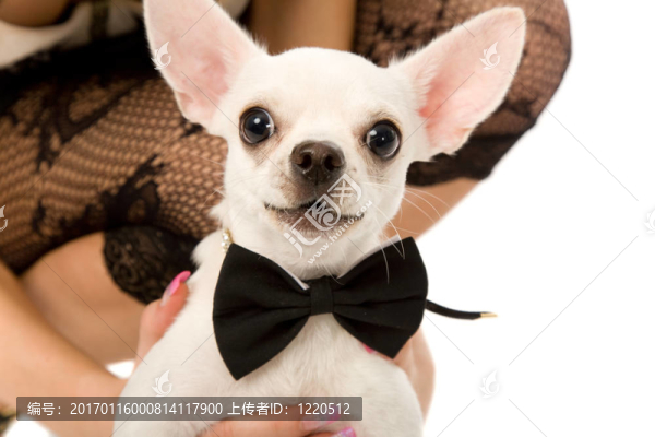 小狗-匯圖網(wǎng) www.fosd68.com 小狗