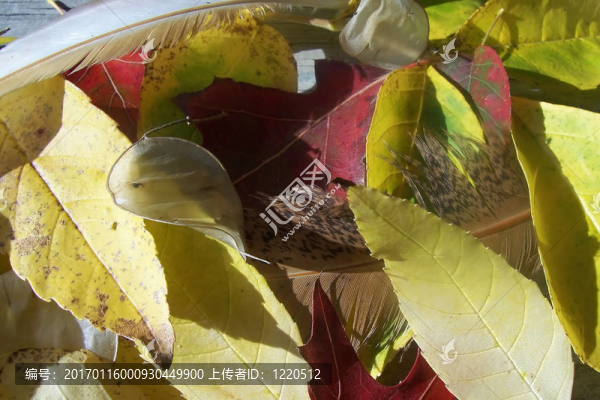 葉