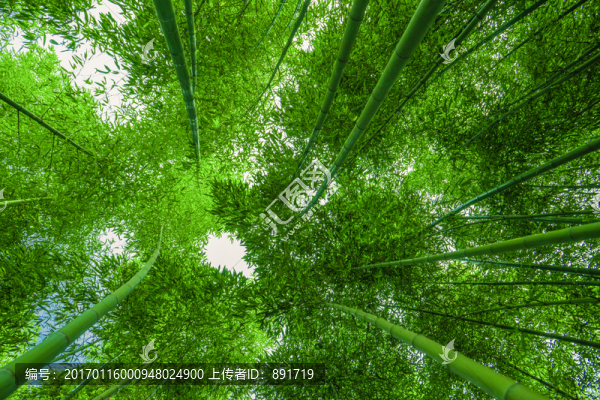 竹子高清,竹林背景,竹枝