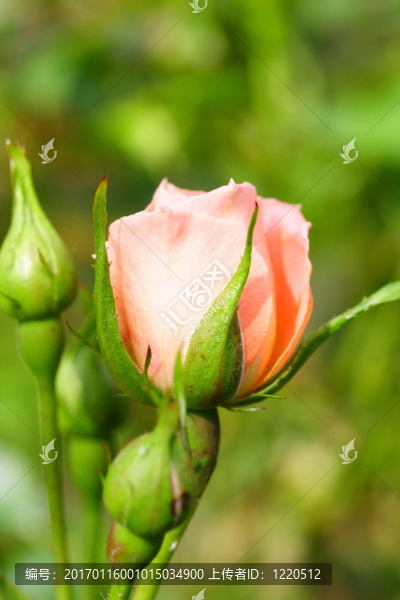桃的玫瑰花蕾