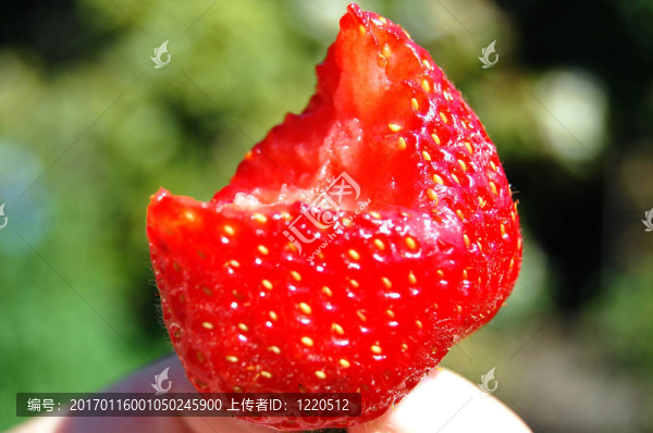 Strawberry；繁茂的和紅色的
