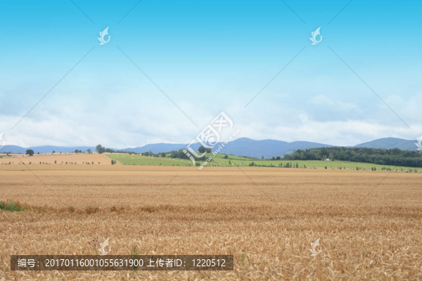 捷克