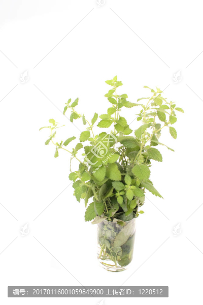 綠色草本植物-匯圖網(wǎng) www.fosd68.com 綠色草本植物