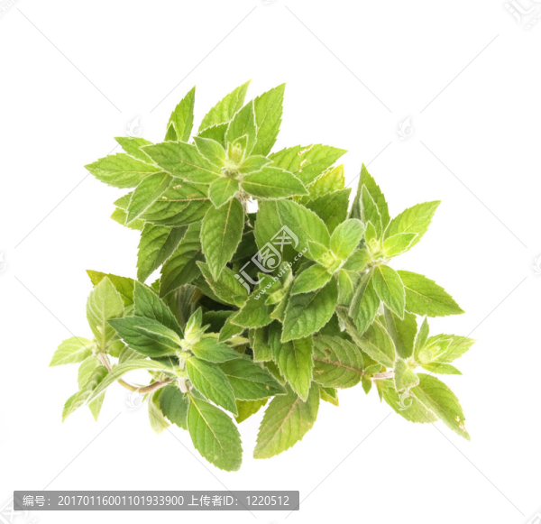 綠色草本植物