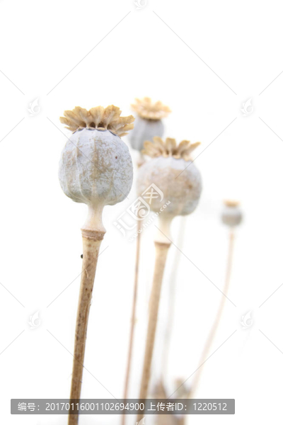 頭上的罌粟花