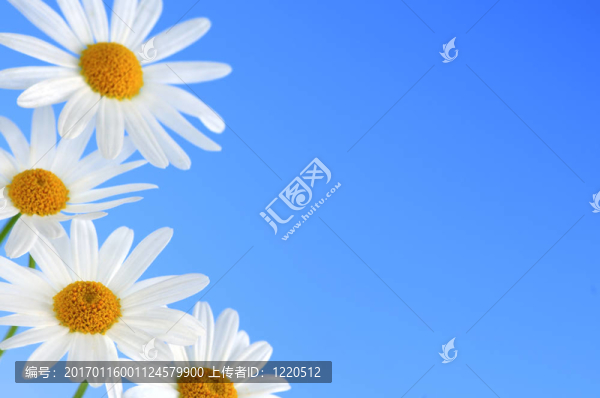 藍(lán)色背景上的菊花花