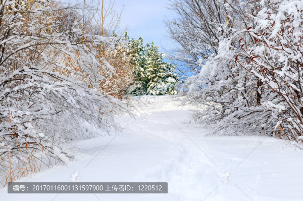 冬季森林之路