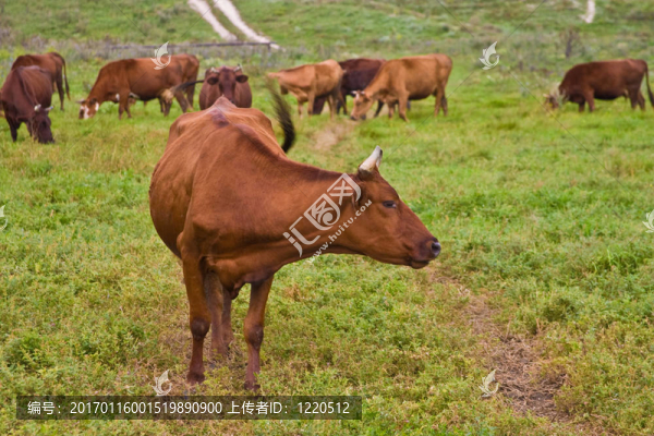 牧場(chǎng)