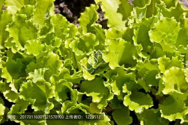 生菜