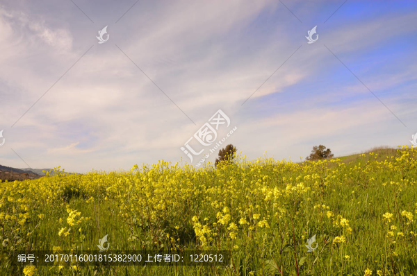 野芥花