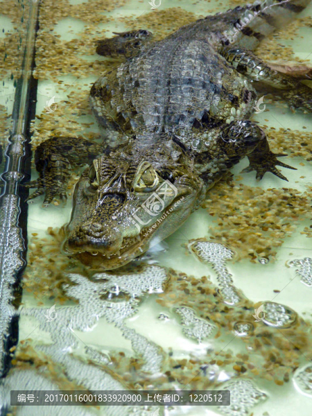 小鱷魚(yú)