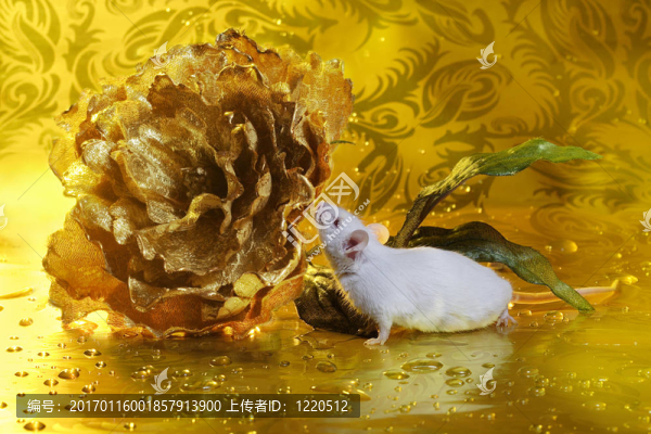 黃色的老鼠