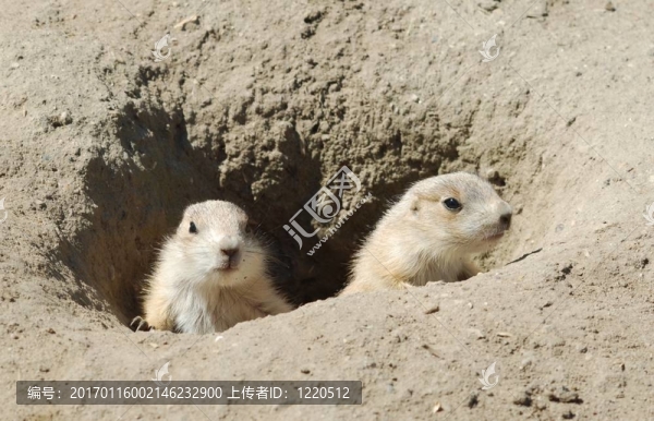 草原犬鼠-匯圖網(wǎng) www.fosd68.com 草原犬鼠