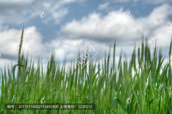耳朵里